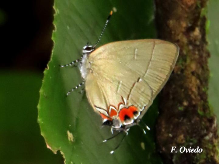 Calycopis orcillula