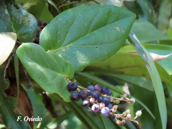 Cavendishia complectens