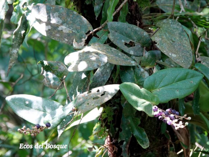 Cavendishia complectens