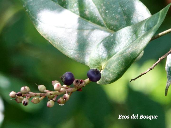 Cavendishia complectens