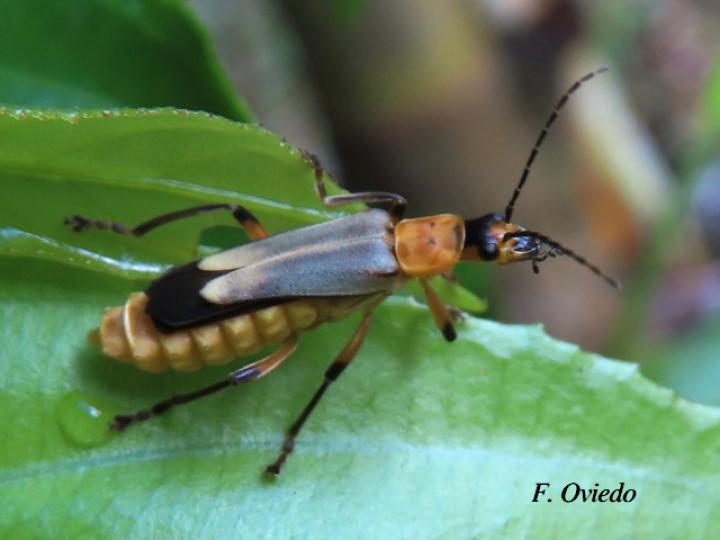 Chauliognathus sticticus