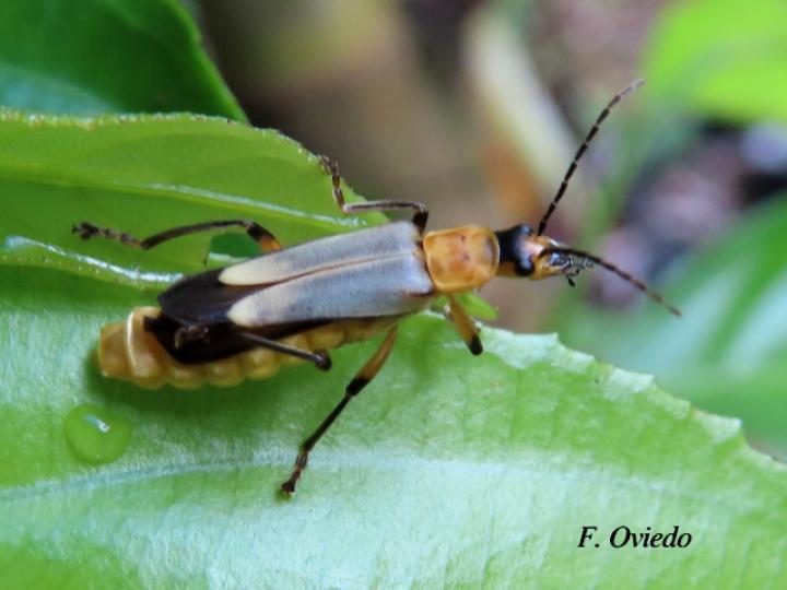 Chauliognathus sticticus