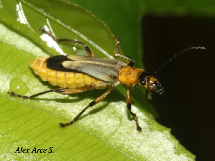Chauliognathus sticticus