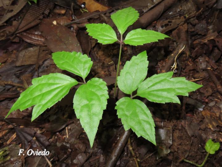 Clematis polígama (Barba de viejo)