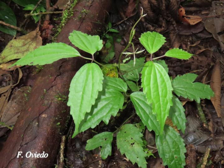 Clematis polígama (Barba de viejo)