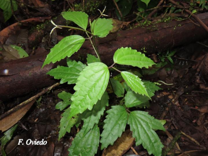 Clematis polígama (Barba de viejo)