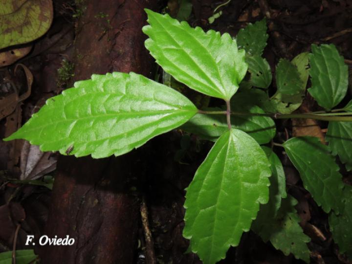 Clematis polígama (Barba de viejo)