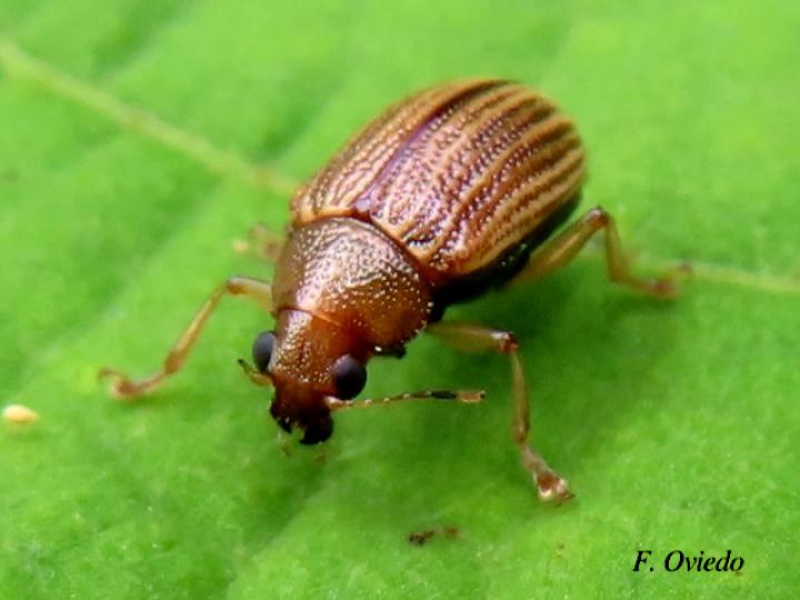 Colaspis brunnea