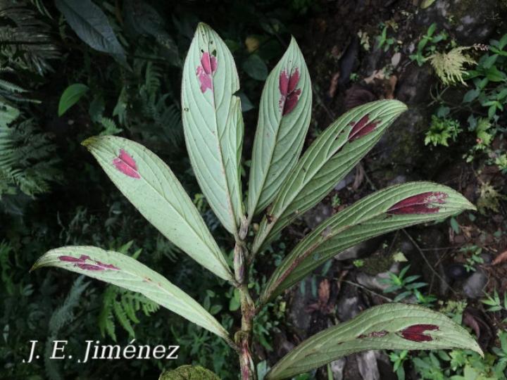 Columnea consanguinea