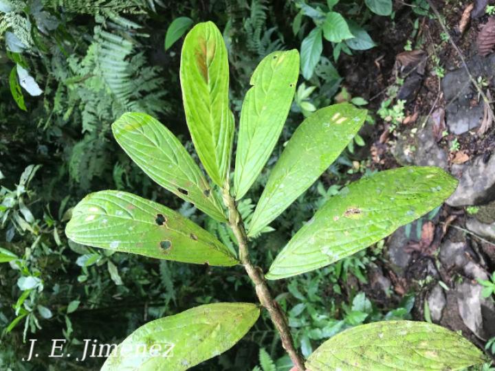 Columnea consanguinea