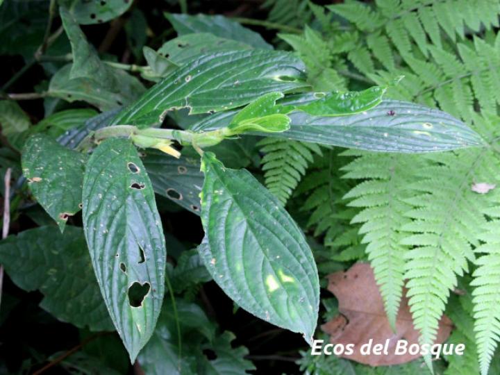 Columnea consanguinea