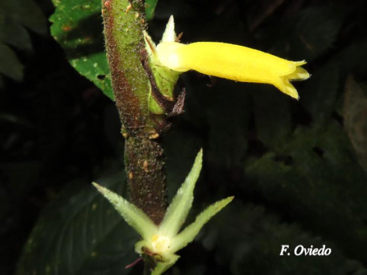Columnea consanguinea