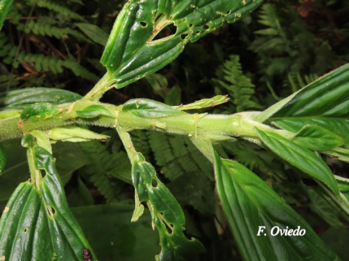 Columnea consanguinea