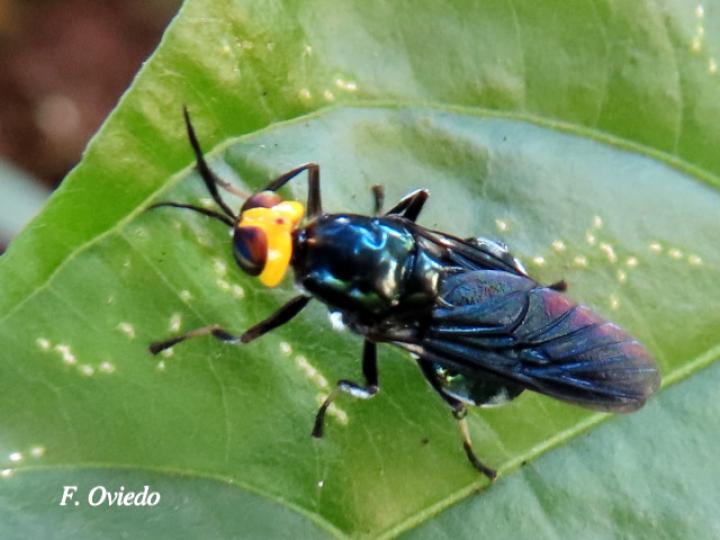 Cyphomyia varipes
