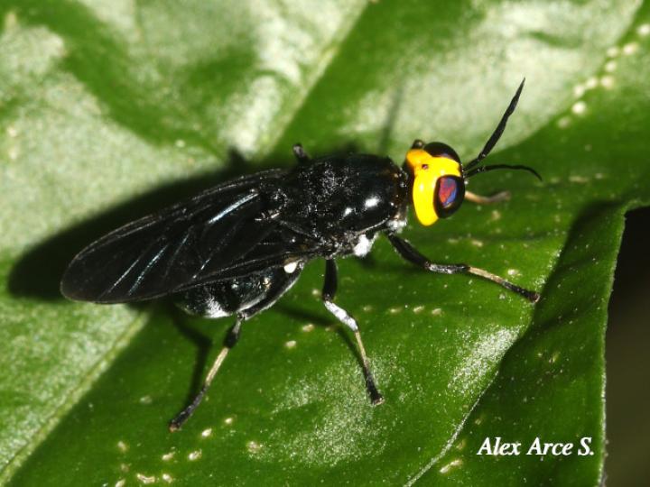 Cyphomyia varipes