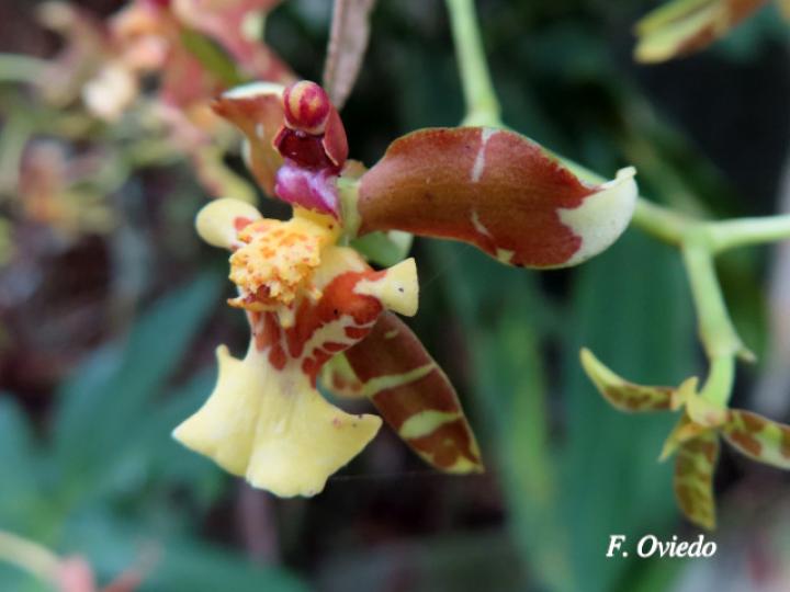 Cyrtochiloides ochmatochila (LLuvia de oro)