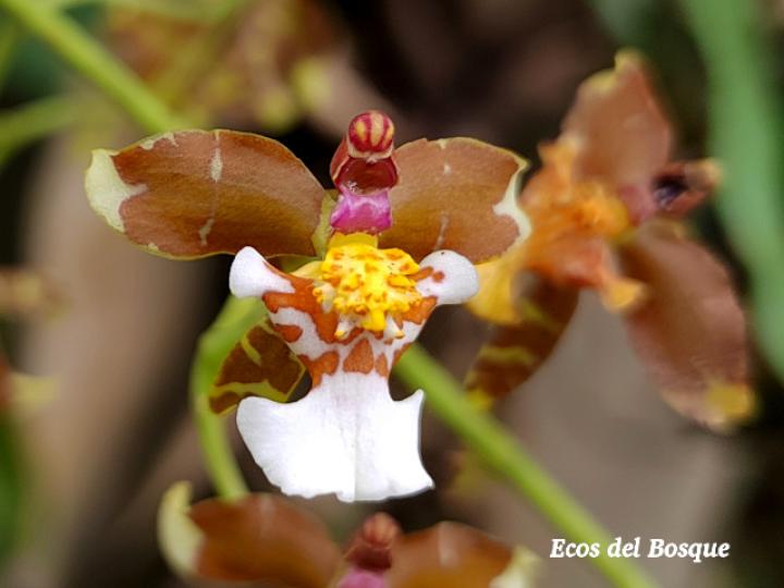 Cyrtochiloides ochmatochila (LLuvia de oro)