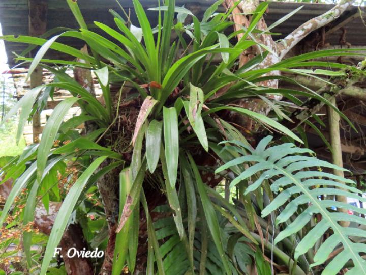 Cyrtochiloides ochmatochila (LLuvia de oro)