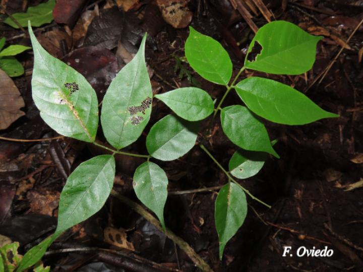 Dussia atropurpurea (Frijolón)