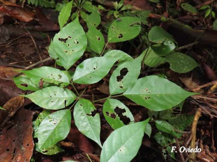 Dussia atropurpurea (Frijolón)