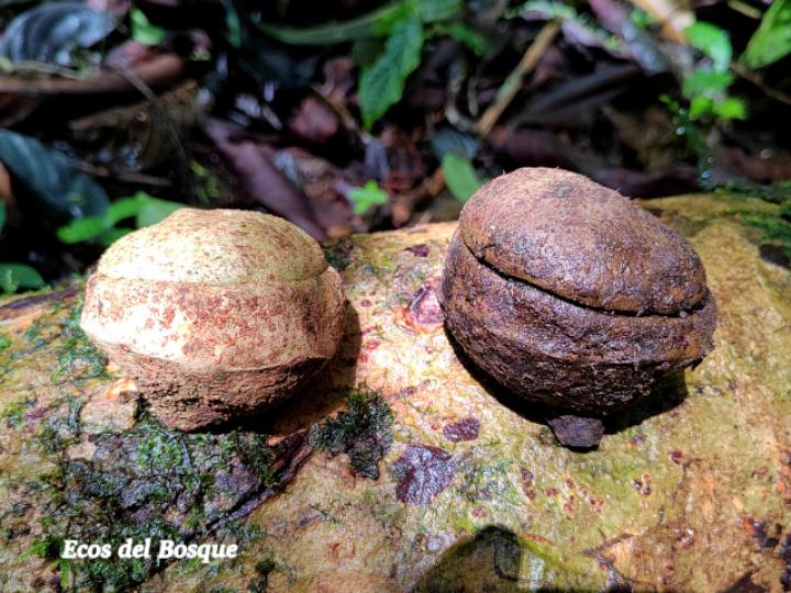 Eschweilera sessilis (Alma negra)