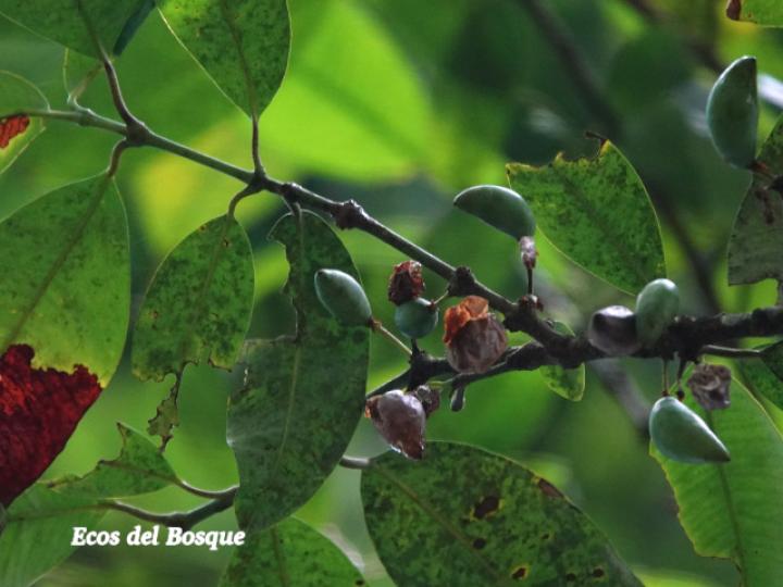 Garcinia intermedia (Jorco)