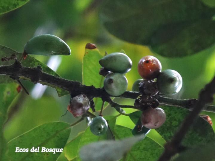 Garcinia intermedia (Jorco)