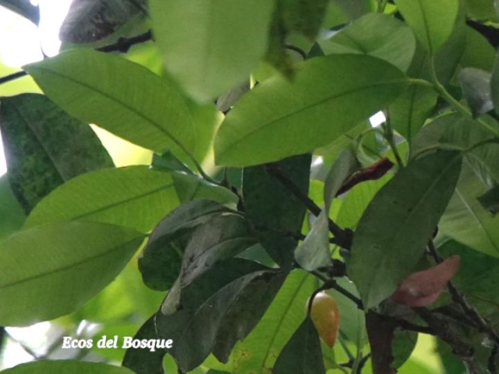 Garcinia intermedia (Jorco)