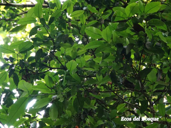 Garcinia intermedia (Jorco)