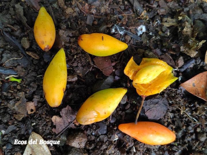 Garcinia intermedia (Jorco)