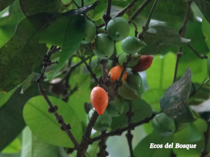 Garcinia intermedia (Jorco)