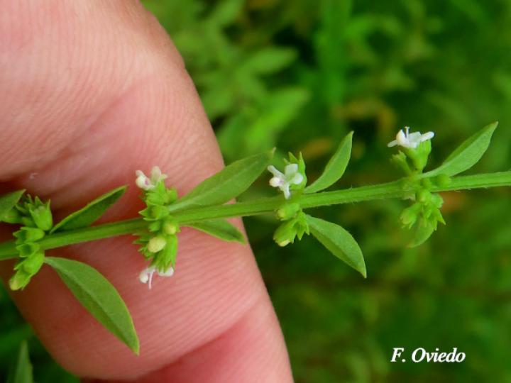 Hyptis verticillata (Canilla de mula, Juanilama mocha)