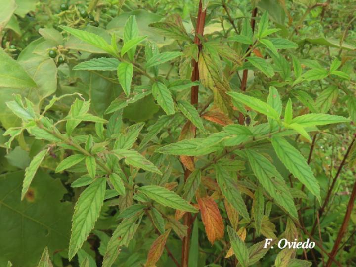 Hyptis verticillata (Canilla de mula, Juanilama mocha)