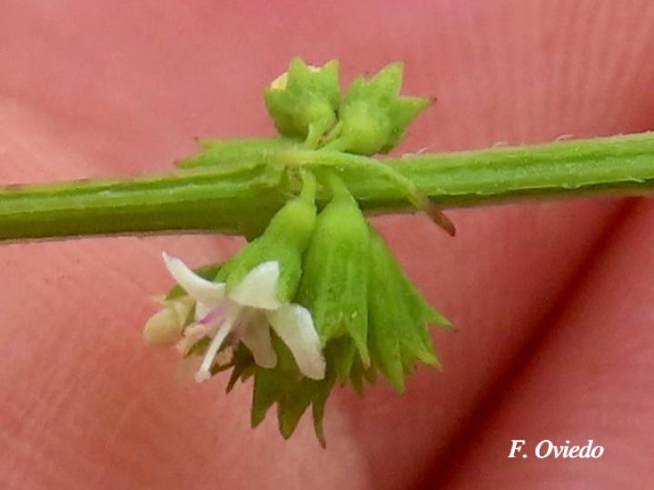 Hyptis verticillata (Canilla de mula, Juanilama mocha)
