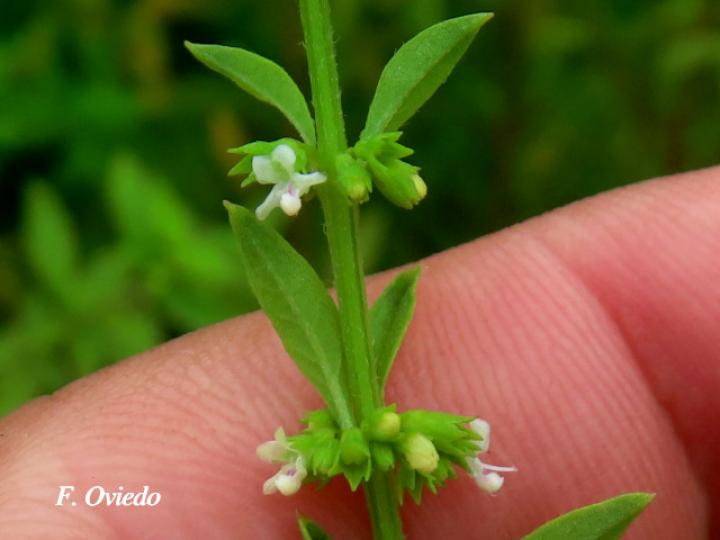 Hyptis verticillata (Canilla de mula, Juanilama mocha)