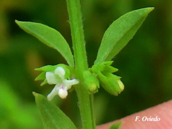 Hyptis verticillata (Canilla de mula, Juanilama mocha)