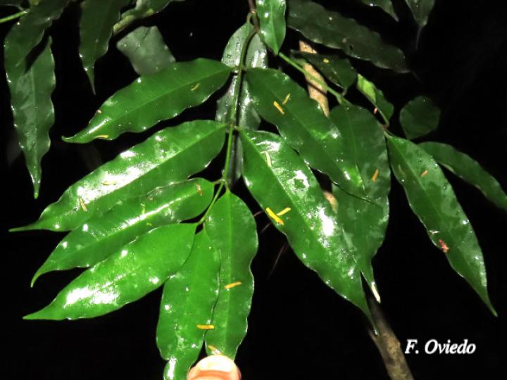 Lacmellea panamensis (Lagartillo, Lagarto negro)
