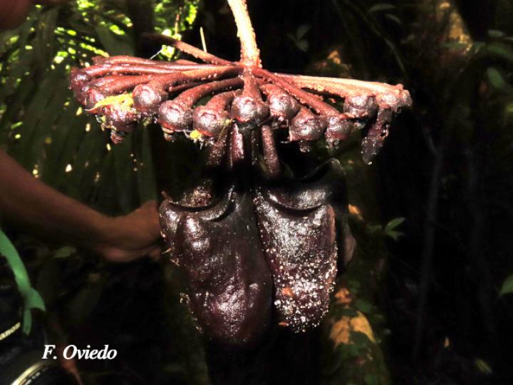Marcgravia nepenthoides
