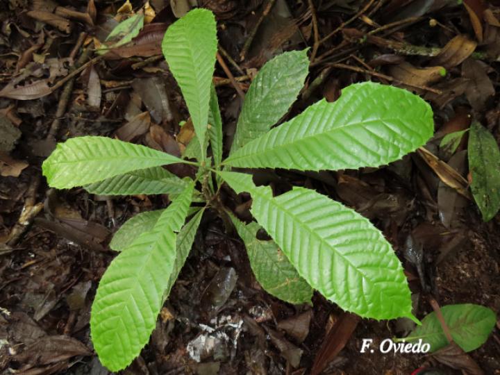 Meliosma vernicosa