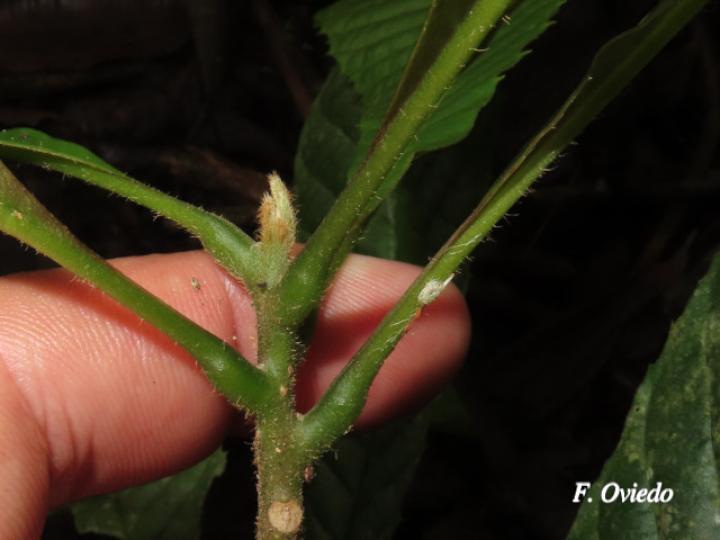 Meliosma vernicosa
