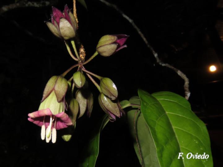 Merinthopodium neuranthum