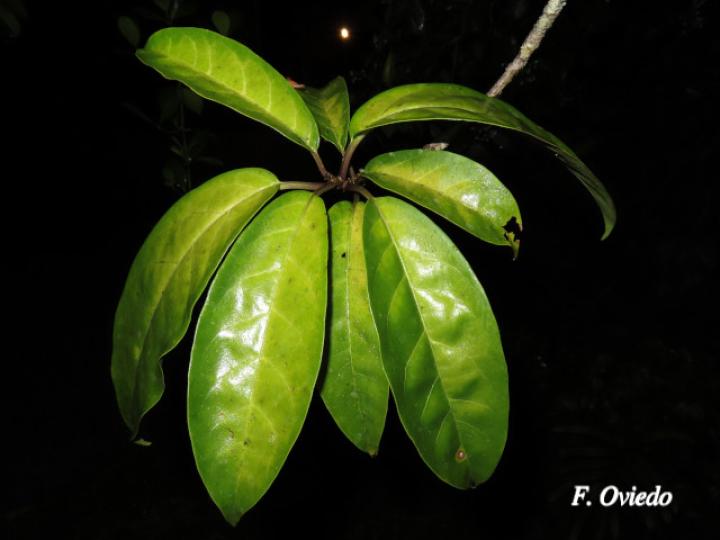 Merinthopodium neuranthum
