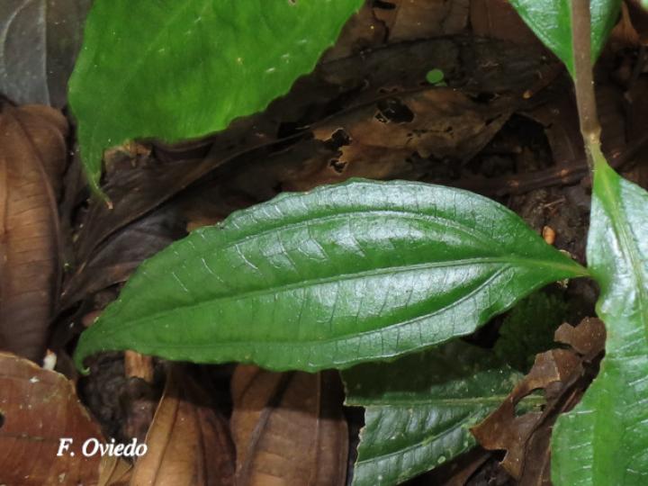 Miconia laxivenula
