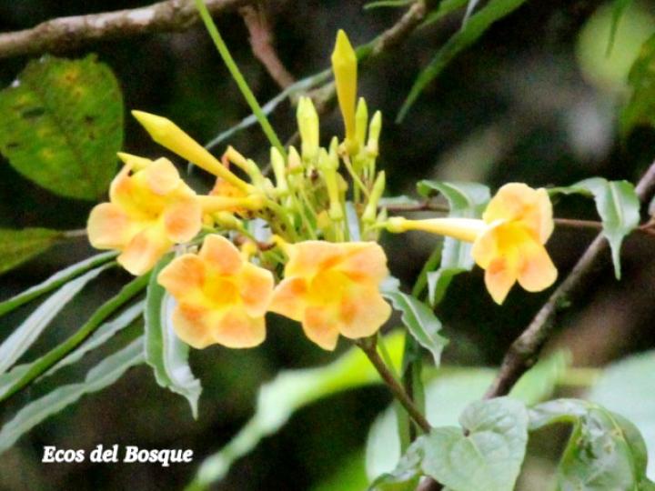 Odontadenia puncticulosa