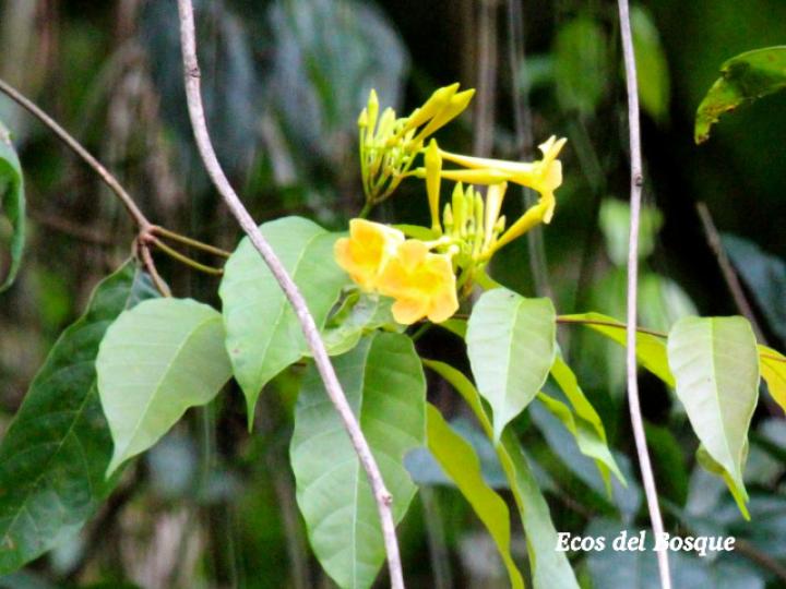 Odontadenia puncticulosa
