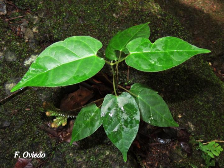 Odontadenia puncticulosa