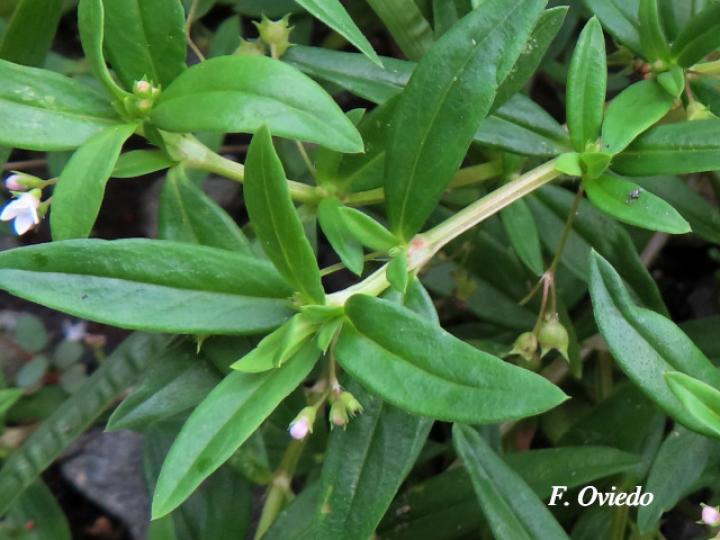 Oldenlandia corymbosa