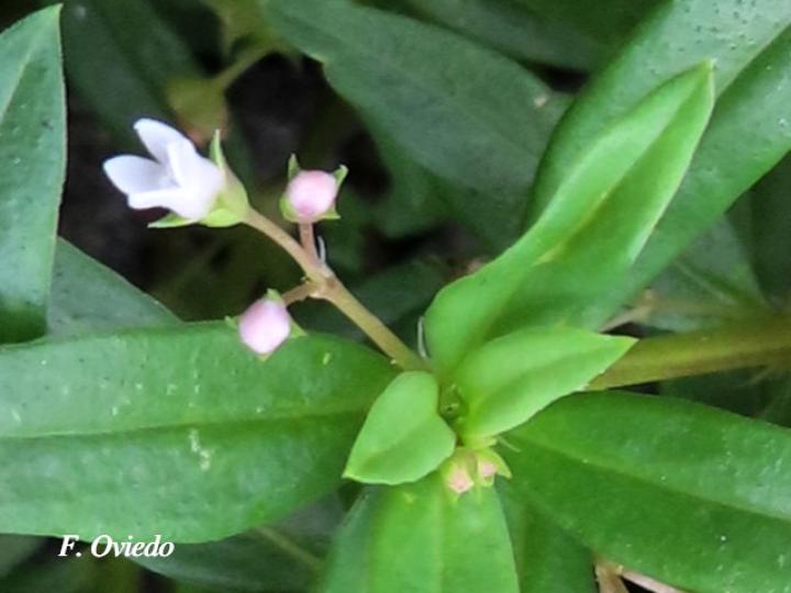 Oldenlandia corymbosa