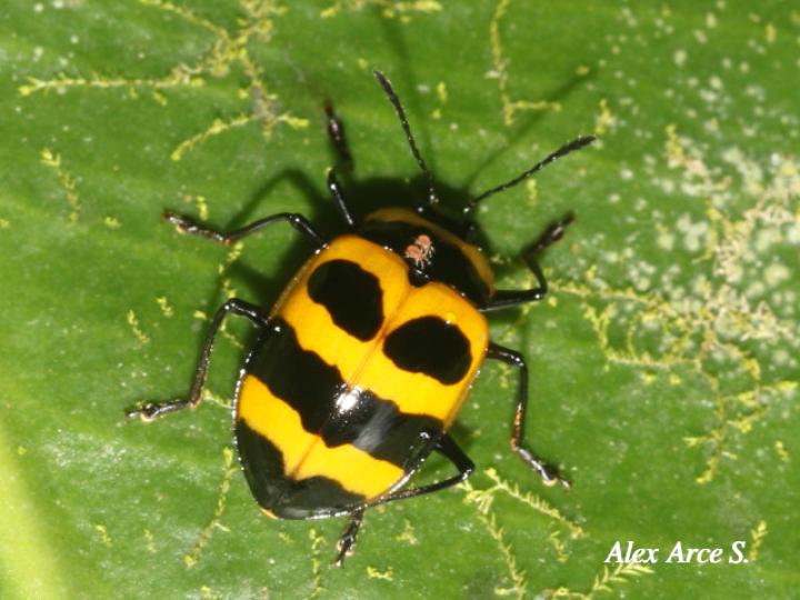 Oligocorynus jansoni