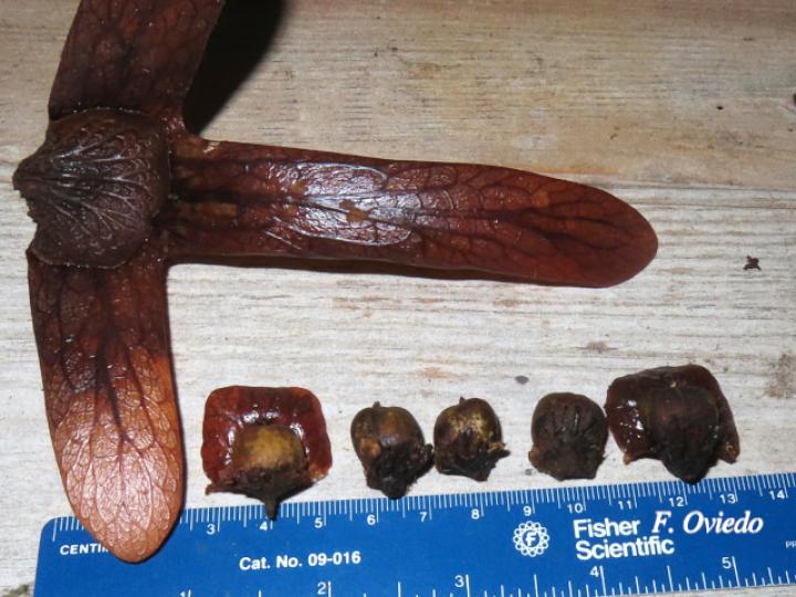 Oreomunnea pterocarpa (Campano)